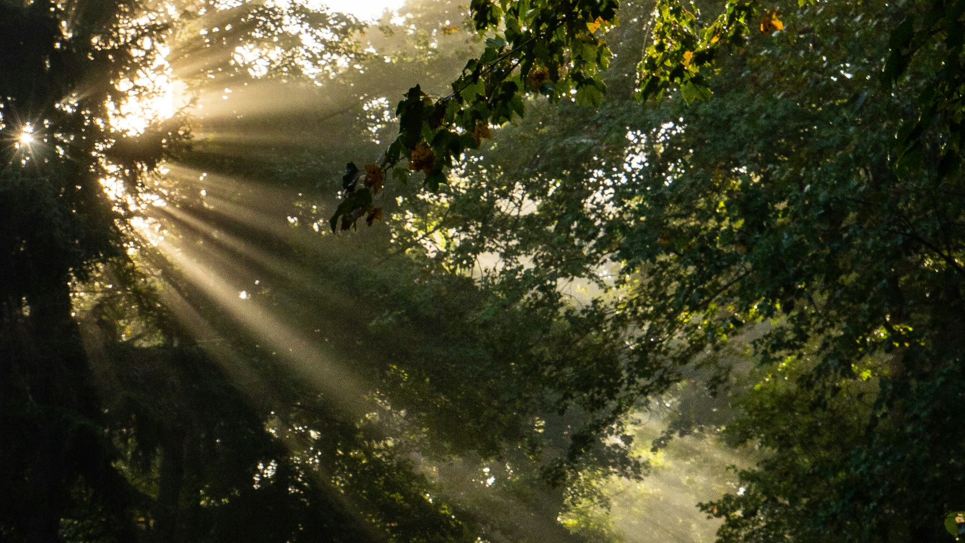 People walking through woodland beneath shafts of sunlight