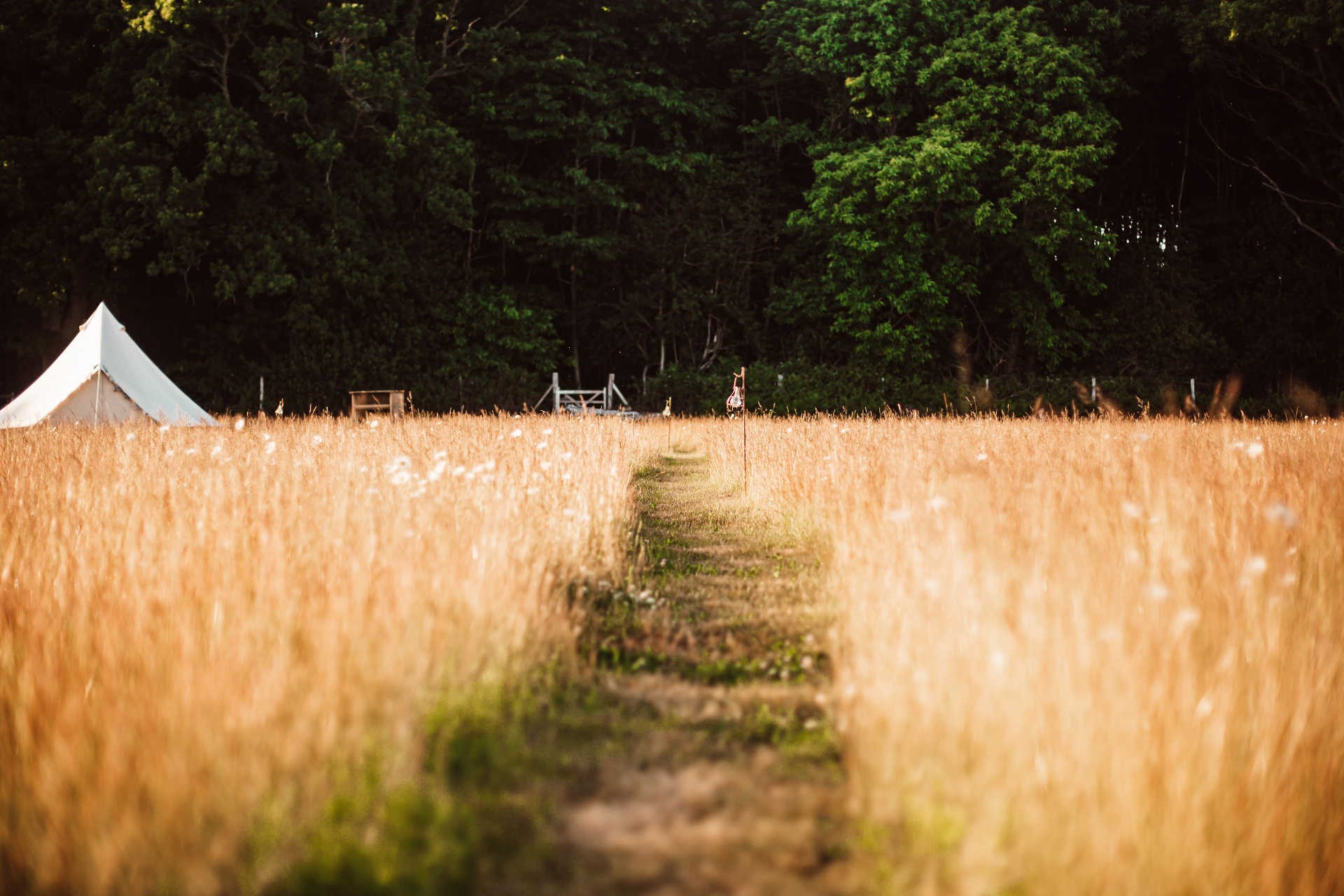 Path through a golden meadow leading to a bell tent and woodland gate at Caracol Glamping