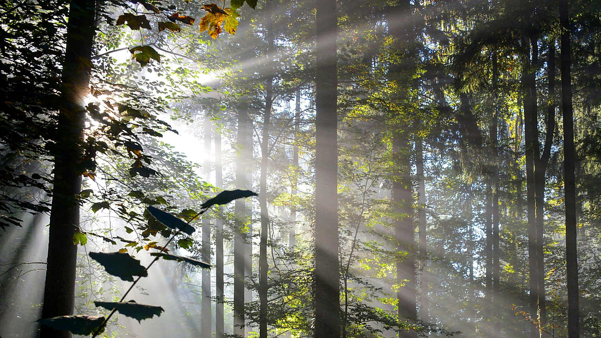 Sunlit woodland path with morning mist and tall trees for Open Space Academy