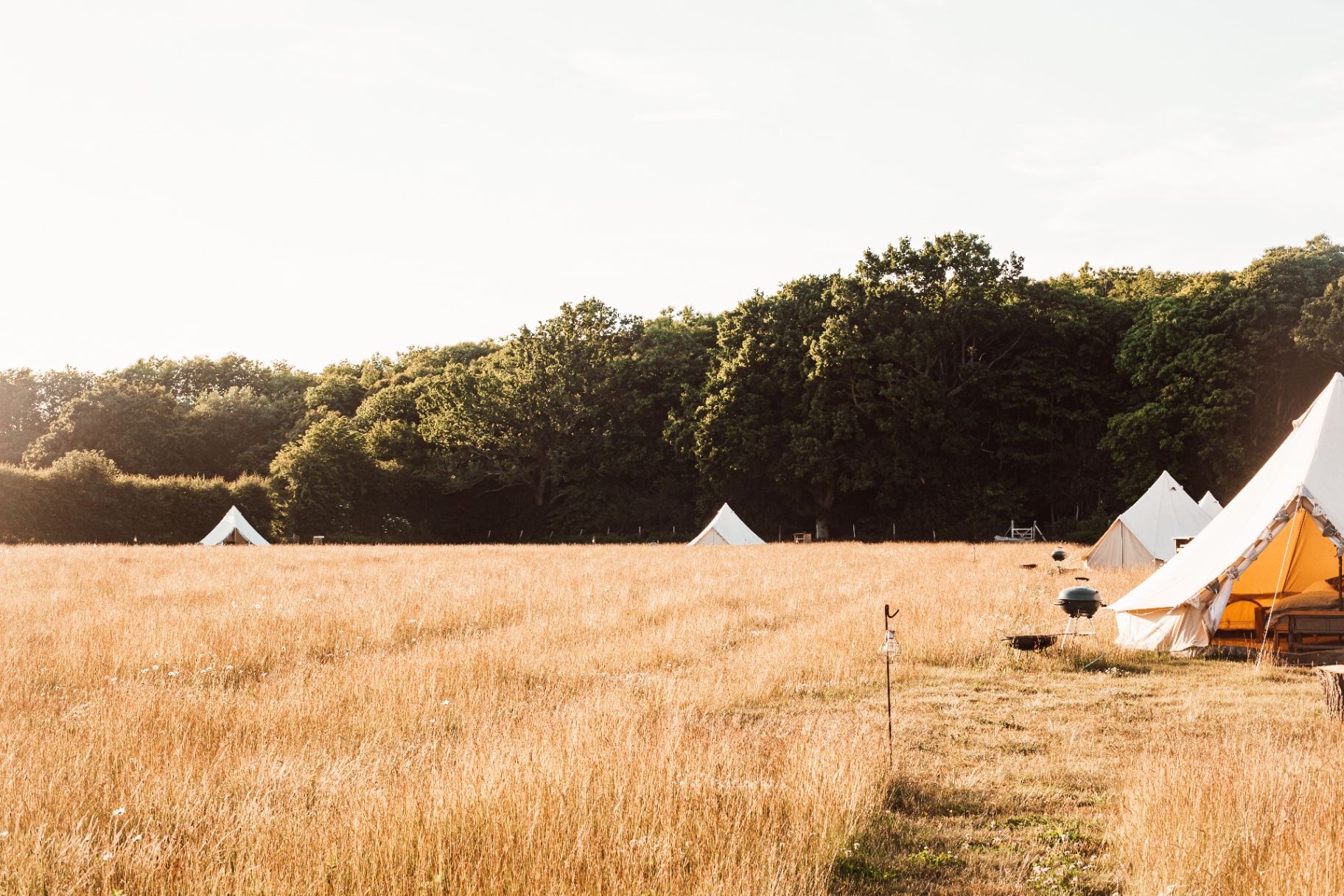 Bell tents in a golden meadow at sunset, edged by woodland