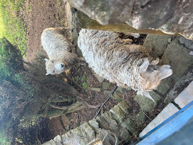 Sheep spotted during the retreat walk