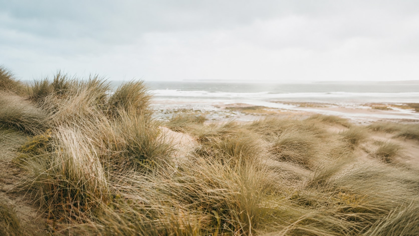 Soft sea mist beyond golden coastal grasses