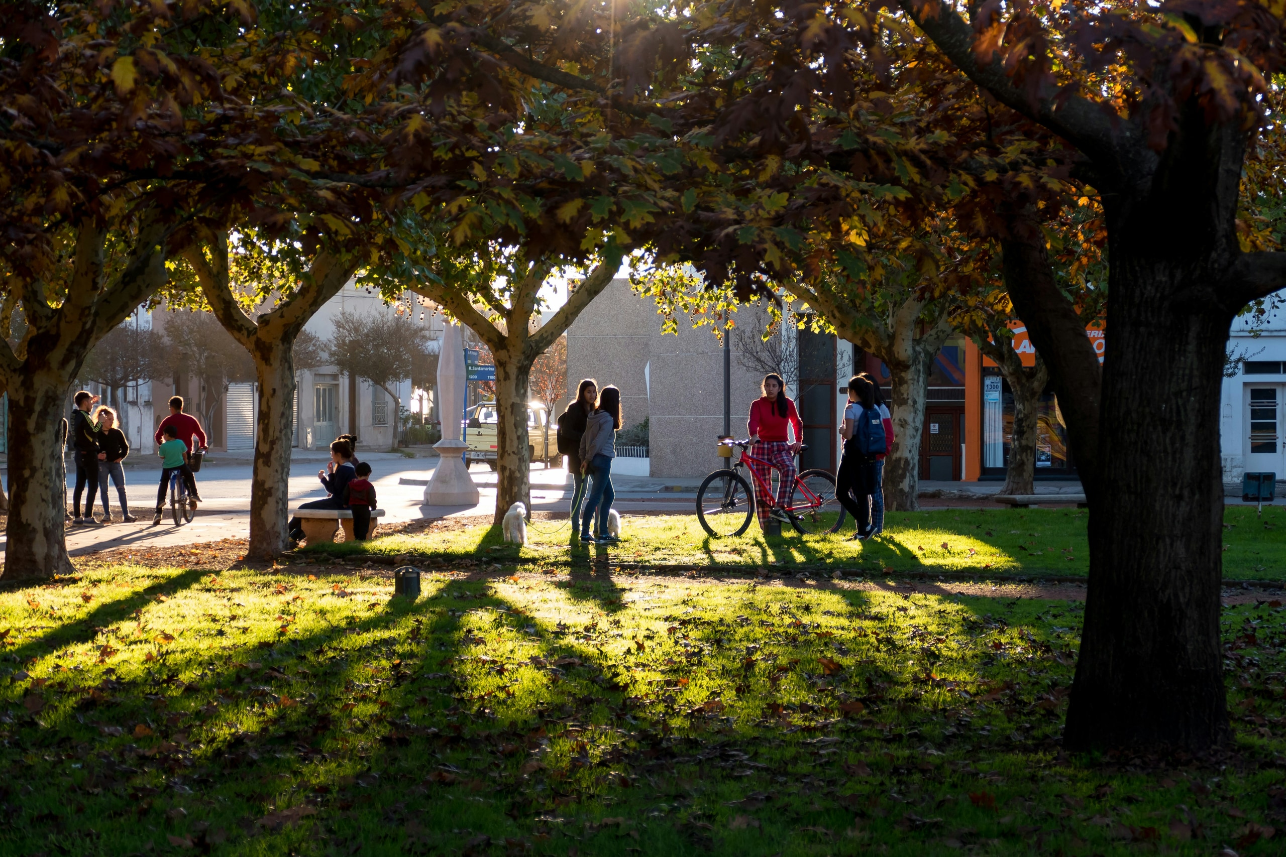 People gathering and talking beneath trees in an open green space